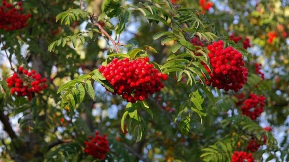 Jarabina vtáčia (Sorbus aucuparia) je veľmi nenáročný a prispôsobivý druh.