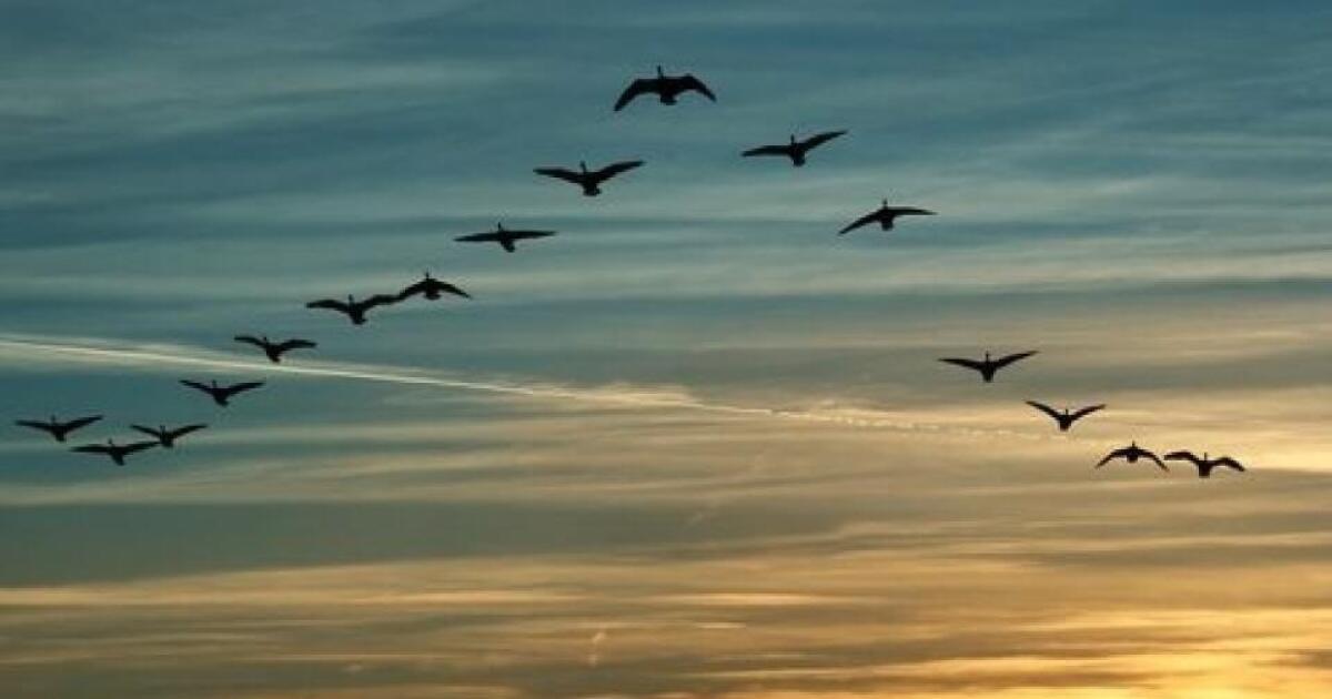 LA GRIPPE VIENDRA-T-ELLE ?  La migration des oiseaux met les éleveurs en garde