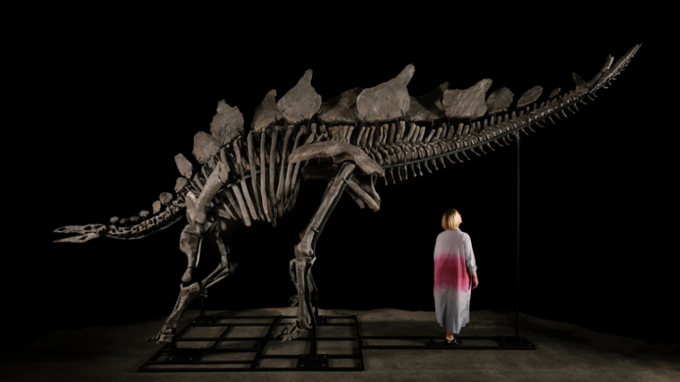 Stegosaurus Apex