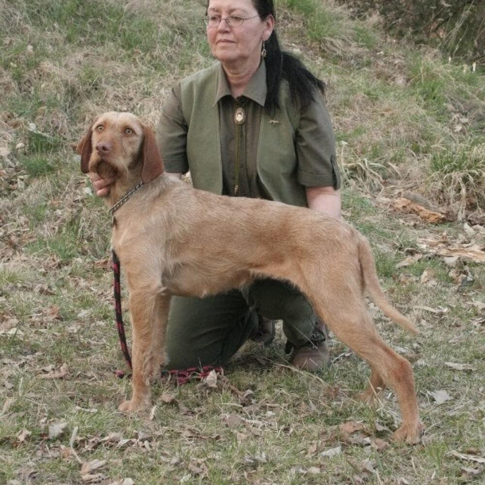 stavač