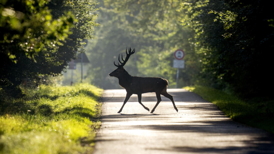 JB 25 Frankfurt - Jeleň prechádza cez cestu v lese regiónu Taurus pri Frankfurte nad Mohanom 1. októbra 2023. FOTO TASR/AP
A deer crosses a road in a forest of the Taurus region near Frankfurt, Germany, Sunday, Oct. 1, 2023. (AP Photo/Michael Probst)