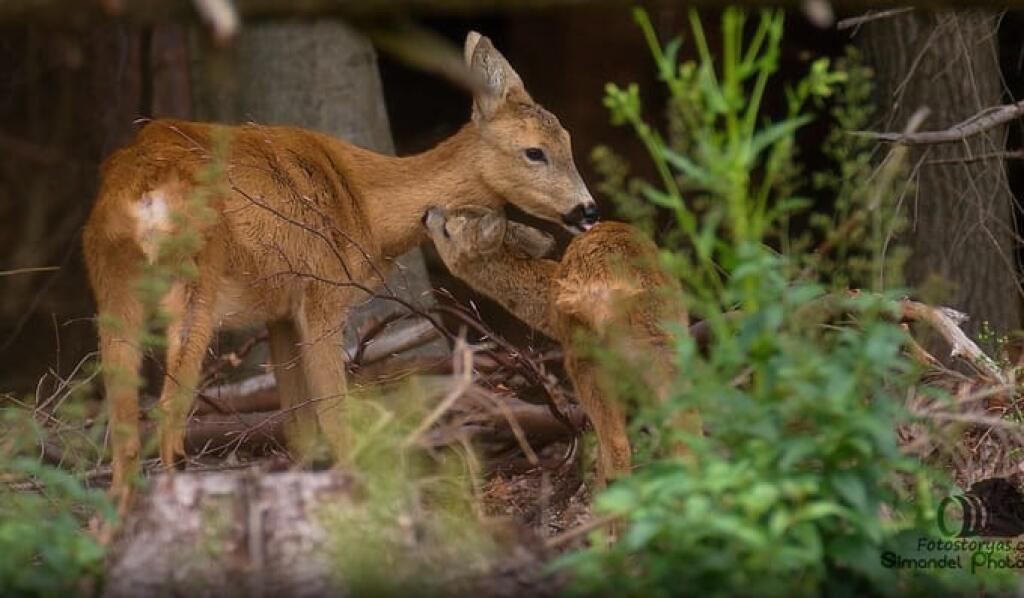 Srnec lesný (Capreolus capreolus). Motív srny a jej mláďaťa, mláďat je asi najčastejšie publikovaným prejavom materinskej lásky v prírode. Milota srnčiat a starostlivosť matky je a mala by sa stať príkladom aj pre niektorých ľudí. Srna je starostlivá a obetavá matka, svoje mláďatko vie odvrhnúť iba vtedy ak jej to my ľudia pokazíme. Často krát sa akože opustené mláďatká chytajú a berú v domnienke, že sú opustené ale to je chyba! Nie sú opustené, iba si ich matka srna odložila aby sa išla napásť,