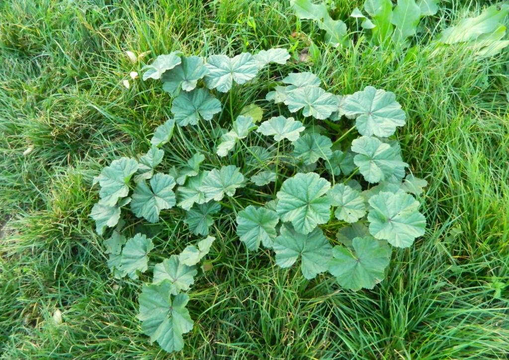 Zber listov je dobré stihnúť pred rozkvitnutím rastliny alebo potom po jej odkvitnutí.