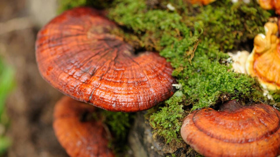 Vedeli ste, že vám huba reishi môže pomôcť aj pri nespavosti?