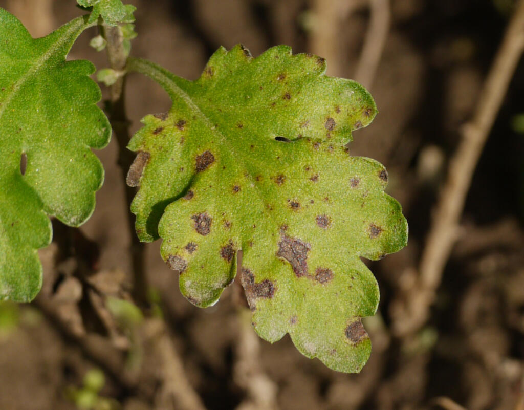 Na chryzantémach sa najčastejšie vyskytuje hubová choroba septóriová škvrnitosť listov (Septoria chrysanthemella).