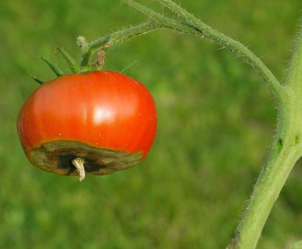 Nedostatok vápnika spôsobuje suchú hnilobu na plodoch.