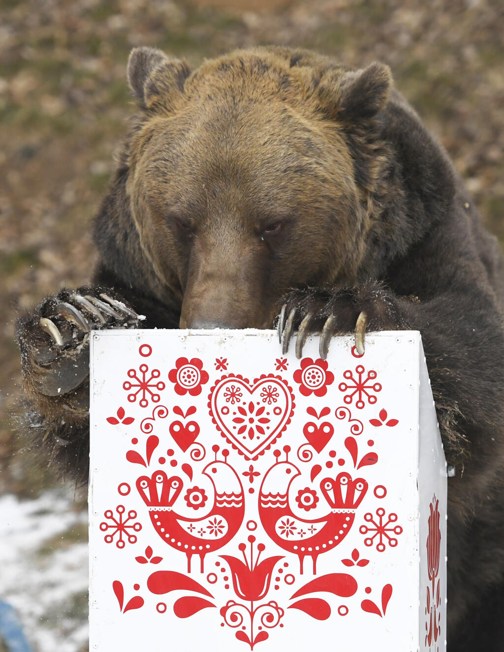 Na snímke medveď hnedý Žabo testuje odpadkové koše odolné voči medveďom v košickej zoo 25. januára 2022. Koše boli umiestnené vo výbehu pre medveďa hnedého s potravou vo vnútri. V priebehu asi hodiny sa medveďovi nepodarilo koše otvoriť. FOTO TASR – František Iván