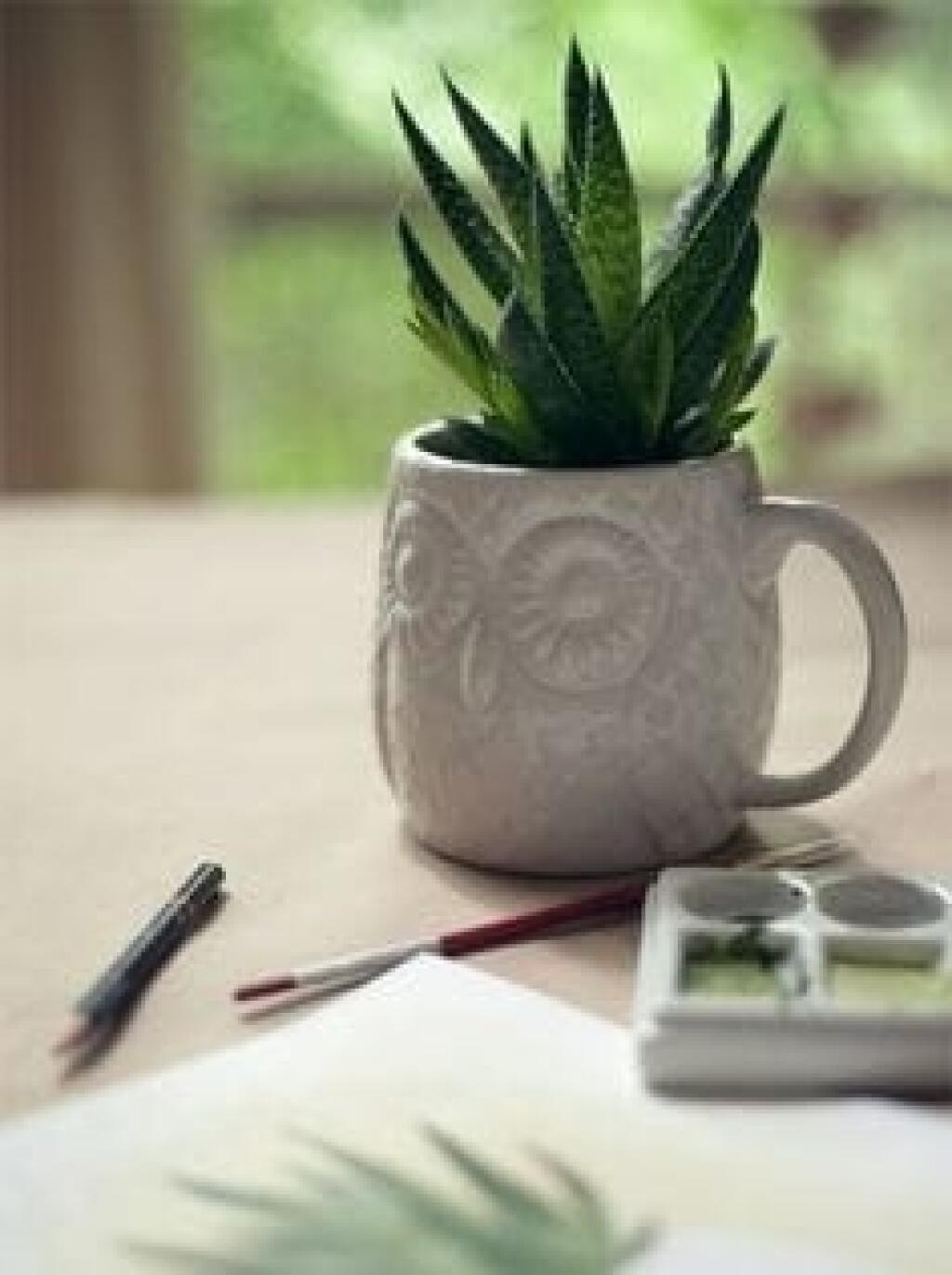 Aloe vera