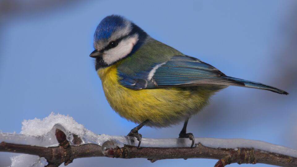 Sýkorka belasá (Cyanistes caeruleus) je menšia než sýkorka veľká a typická belasomodrou čiapočkou na hlave. Žije najmä v lesoch nížin a listnatých a zmiešaných lesoch stredných polôh. Vo vyšších polohách, ako i v parkoch a záhradách je menej početná než sýkorka veľká. Obe pohlavia sú sfarbené rovnako, ale samce majú sýtejšie farby.