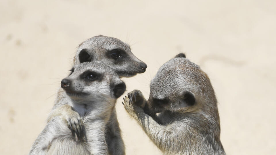 Nové prírastky v košickej zoologickej záhrade