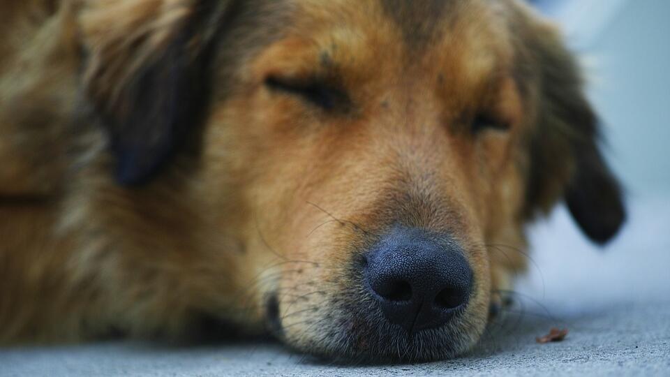 Podobne ako človek, ani pes by nemal umierať sám, tvrdia veterinári.