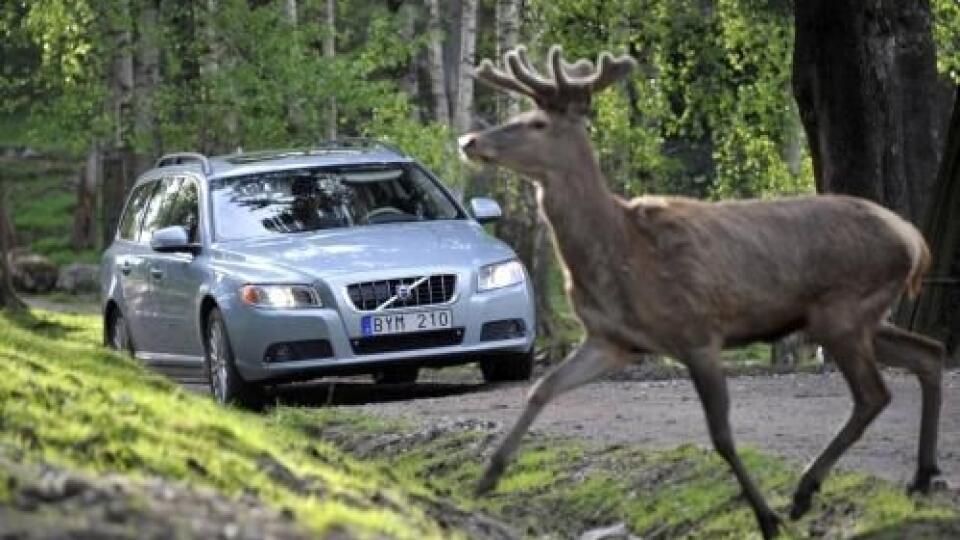 Volvo vyvíja radar na divokú zver