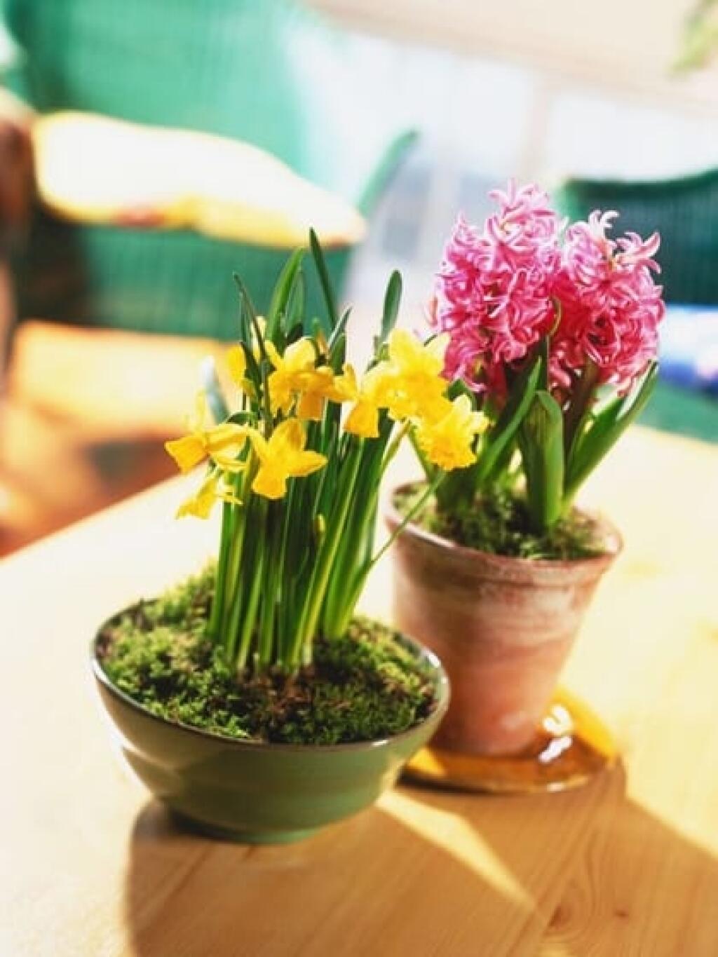 Mini narcisy a hyacinty.