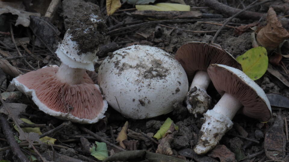 Jedlá pečiarka obyčajná (Agaricus bitorquis)