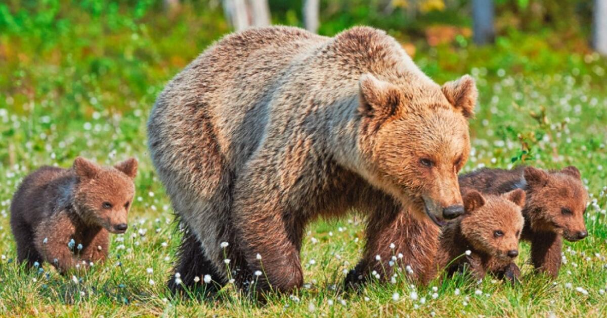 Un ourson accompagné d’un ours se dirige vers Túri et alerte la police.