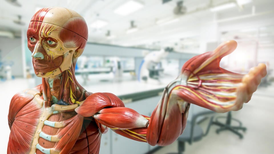 Anatomy,Model,On,Laboratory,Background