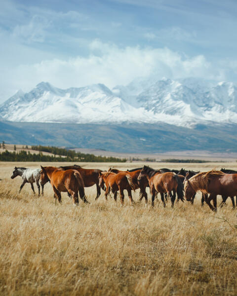 Krajina šírych plání a divokých koní: Čo viete o Mongolsku? (KVÍZ)
