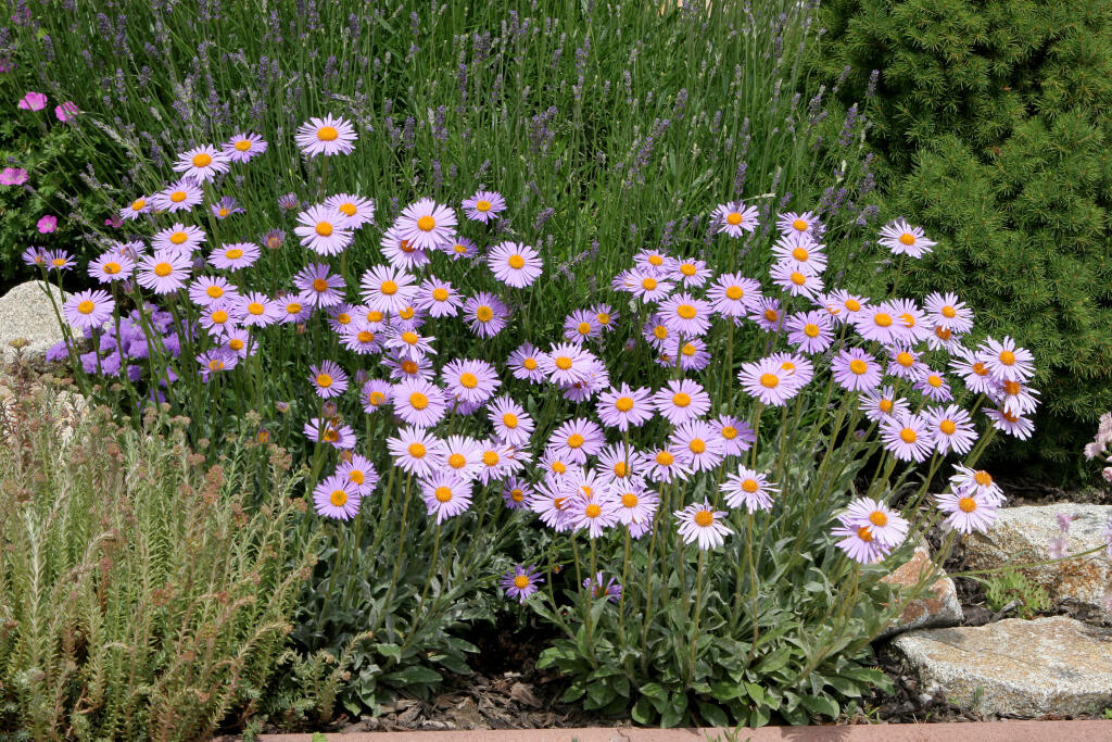 astra (Aster)
