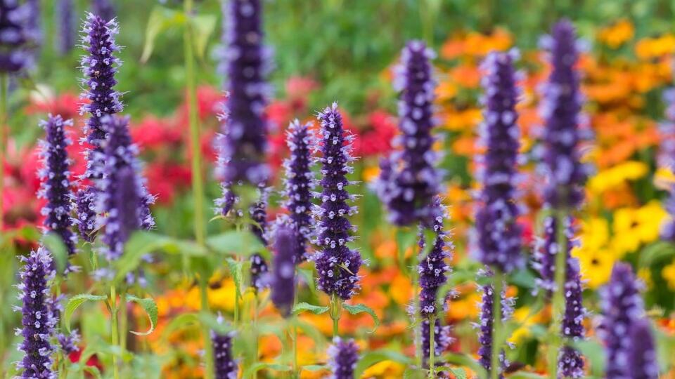 Agastache anízová (Agastache foeniculum)