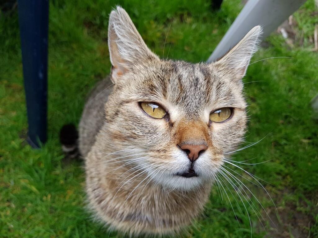 Testovacia fotografia Galaxy S8 Plus zmensena