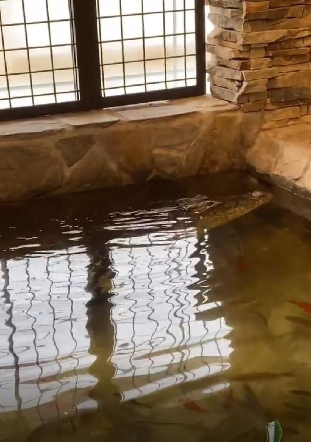 Vémolove krokodíly si už zvykajú na nový domov.
