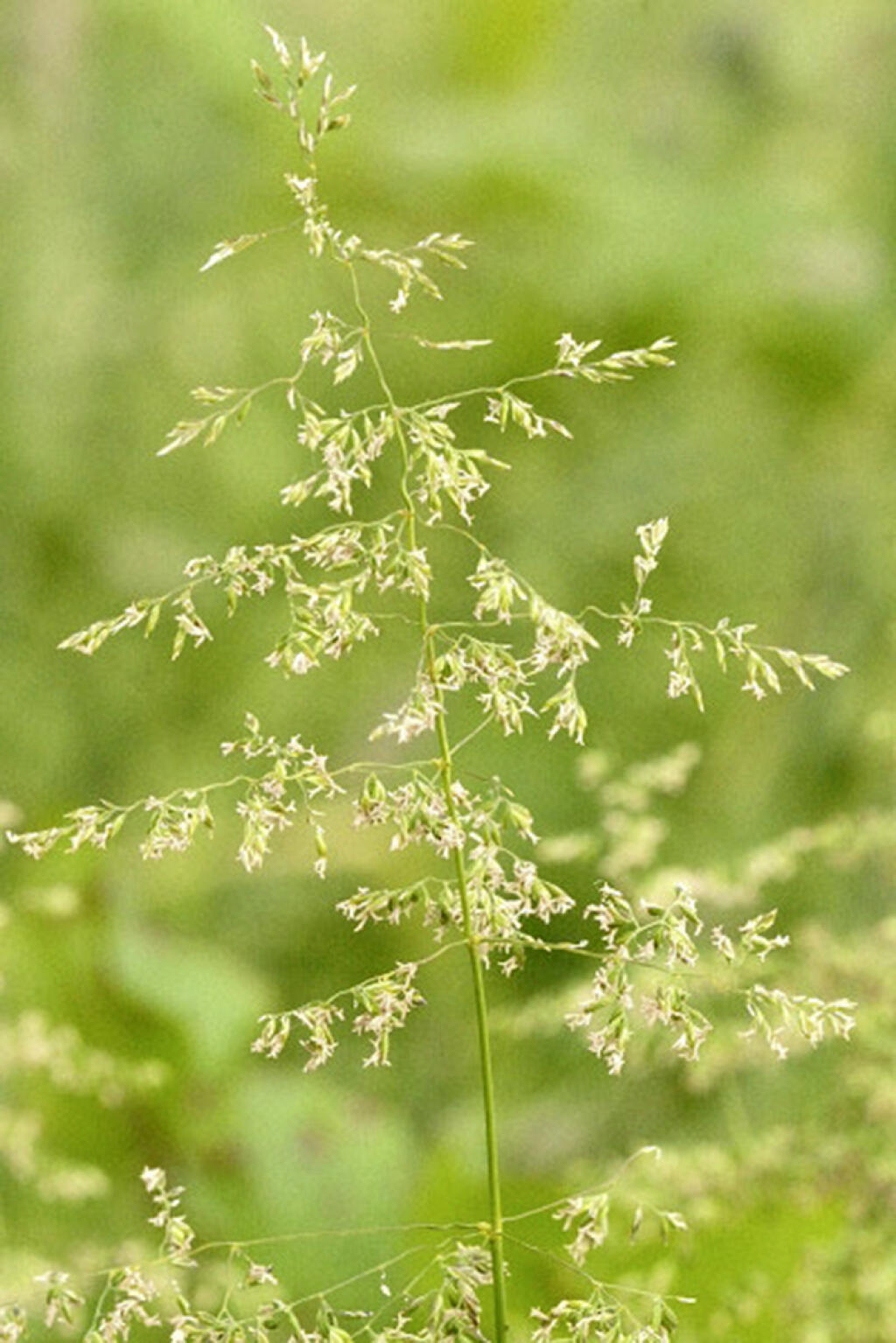 Волоть. POA nemoralis.