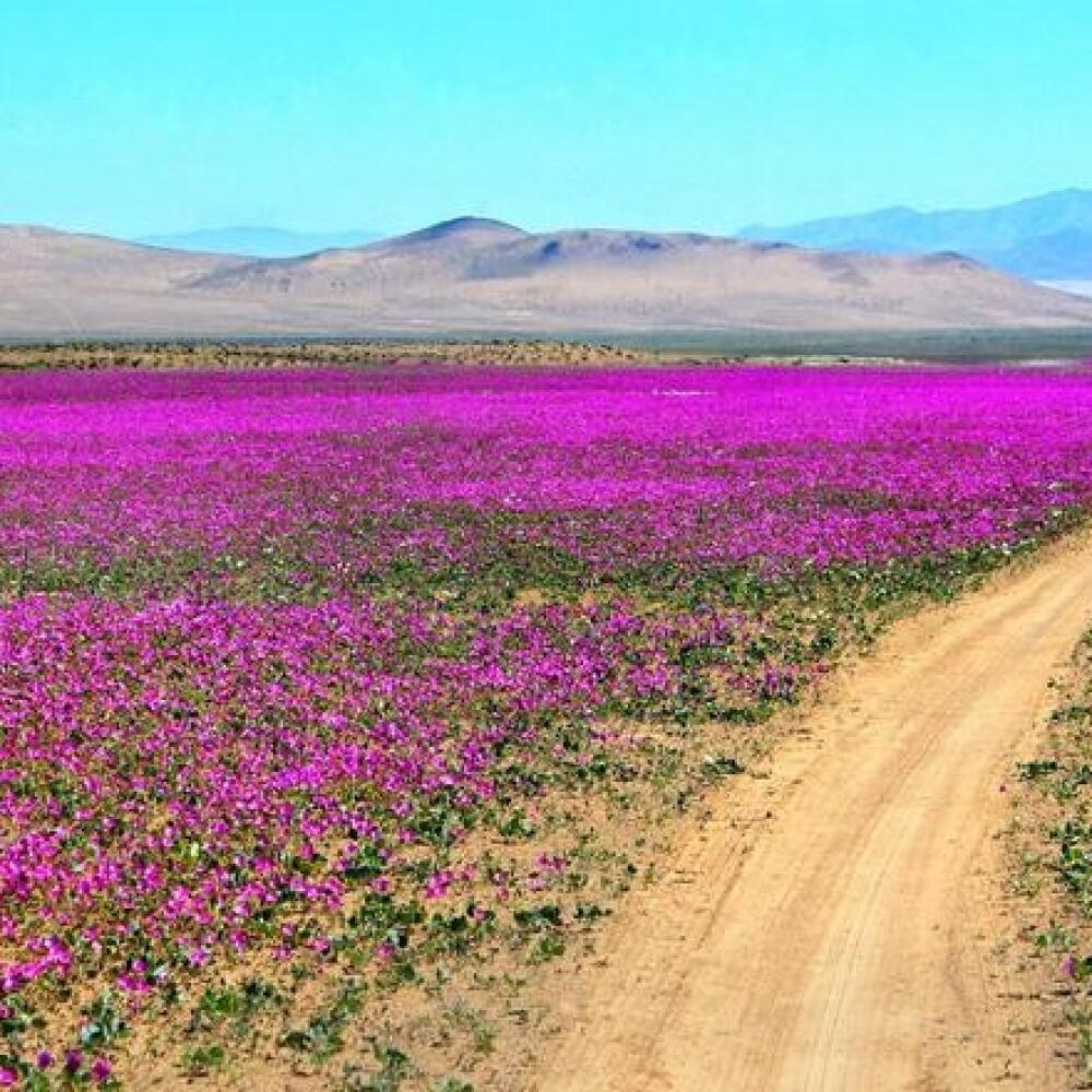 Atacama Desert