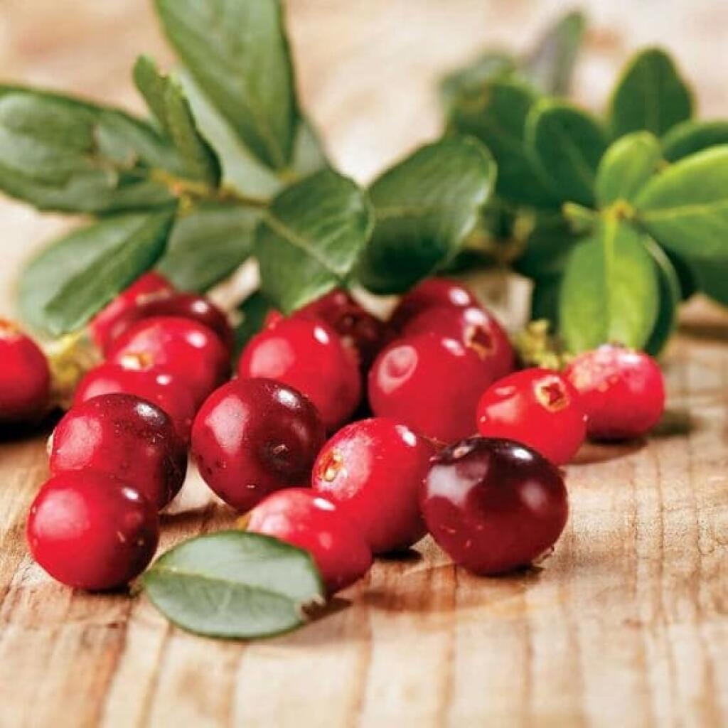 Kľukva je brusnica veľkoplodá (Vaccinium macrocarpon)