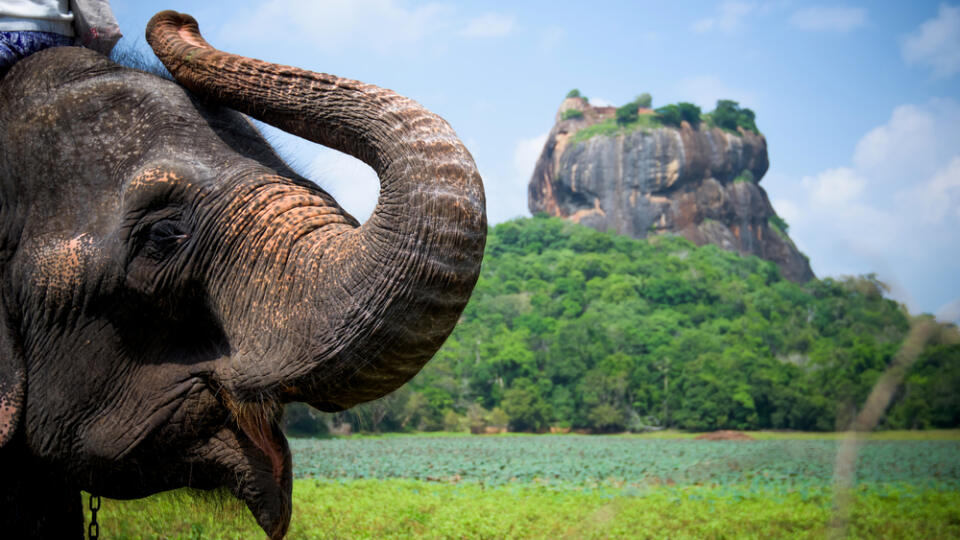 Elephant,In,Sigiriya,Lion,Rock,Fortress,,Sri,Lanka
