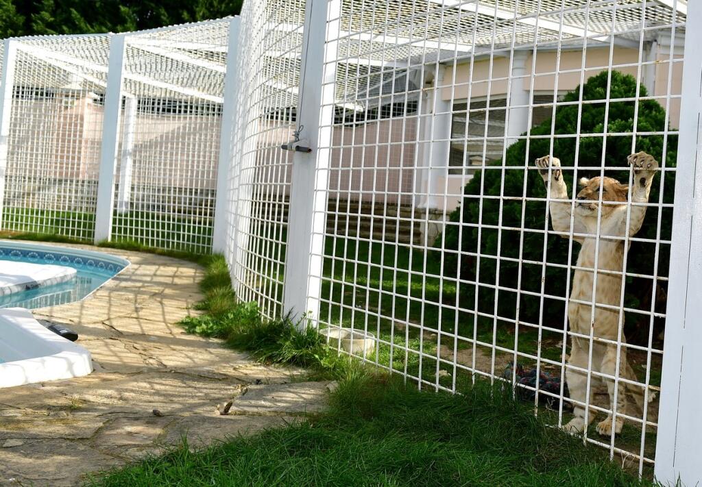 Také výbehy nemajú ani v ZOO. Vémola už v minulosti urobil voliéru pre psa a teraz v nej žije malé levíča.