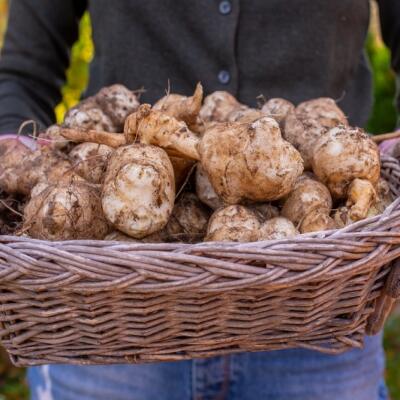 Výživná náhrada za zemiaky? Pestujte TOPINAMBURY! Skrytý poklad s benefitmi pre zdravie