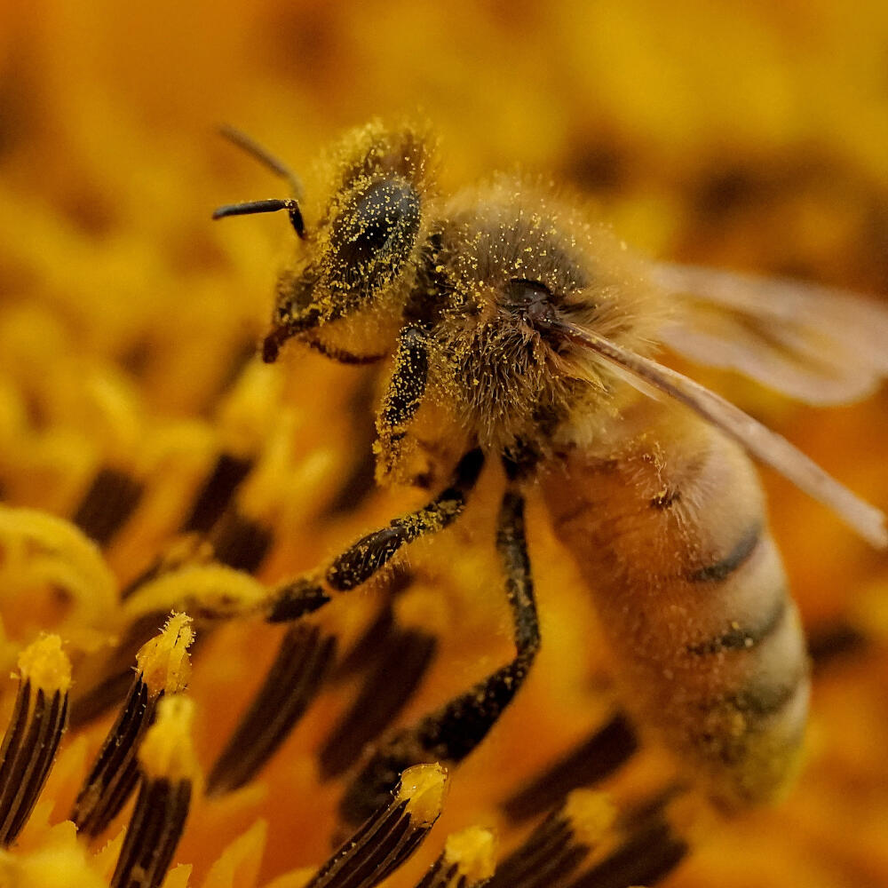 EBE 22 Lawrence - Včela pokrytá peľom v kvete slnečnice na poli neďaleko kanadského mesta Lawrence 1. septembra 2022. FOTO TASR/AP
A bee is covered with pollen as it works in a sunflower field Thursday, Sept. 1, 2022, near Lawrence, Kan. The field, planted annually by the Grinter family, draws thousands of visitors during the weeklong late summer blossoming of the flowers. (AP Photo/Charlie Riedel)