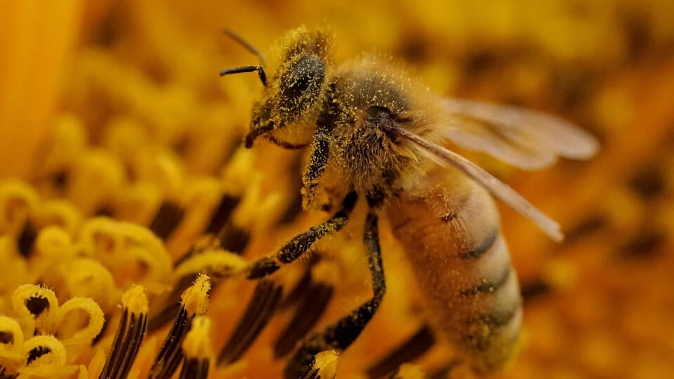 EBE 22 Lawrence - Včela pokrytá peľom v kvete slnečnice na poli neďaleko kanadského mesta Lawrence 1. septembra 2022. FOTO TASR/AP


A bee is covered with pollen as it works in a sunflower field Thursday, Sept. 1, 2022, near Lawrence, Kan. The field, planted annually by the Grinter family, draws thousands of visitors during the weeklong late summer blossoming of the flowers. (AP Photo/Charlie Riedel)