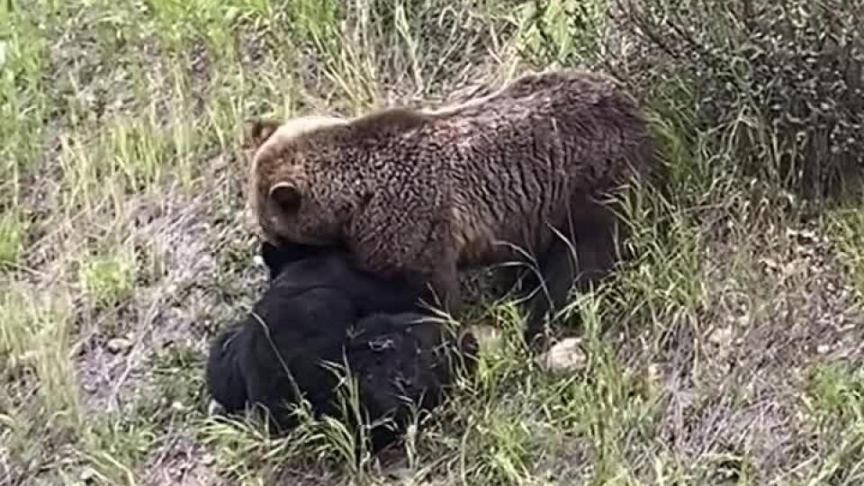 VIDEO len pre odvážnych: Grizzly na počkanie roztrhal druhého medveďa