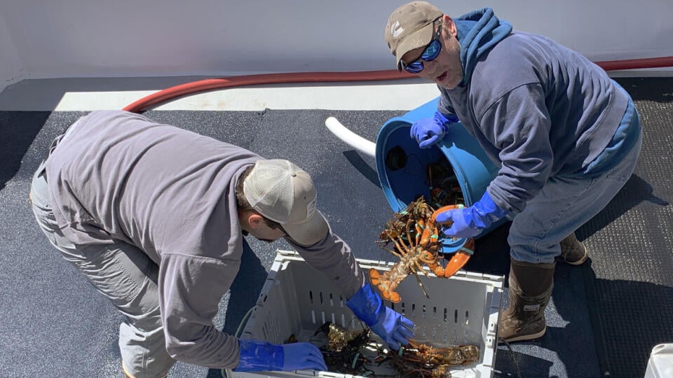 CORRECTS FROM THURSDAY TO WEDNESDAY - In this Wednesday, May 8, 2019, photo, lobsterman Bryan Tufts, right, and a colleague transfer their lobster into crates soon after their fishing boat landed at the town wharf in Kennebunkport, Maine. Ratcheting up tension ahead of talks in Washington, China vowed Thursday to defend its own interests and retaliate if President Donald Trump goes ahead with more tariff hikes in a dispute over trade and technology. Beijing will impose