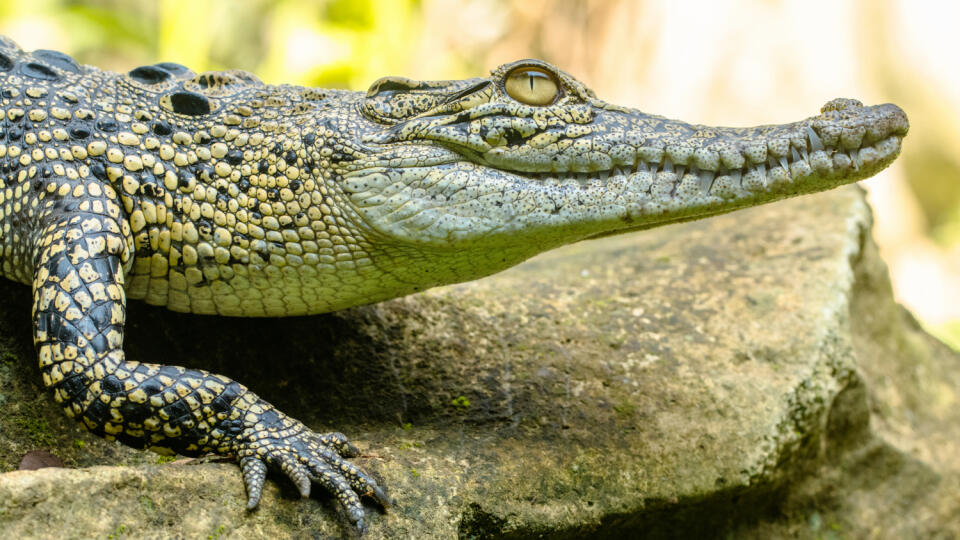 Aligátor sa dostal do garáže na Floride.