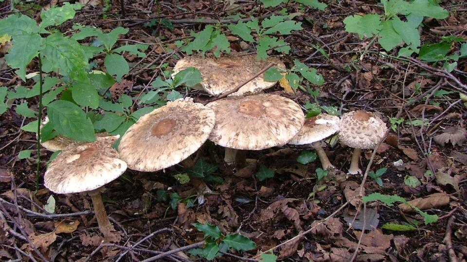 Macrolepiota rhacodes