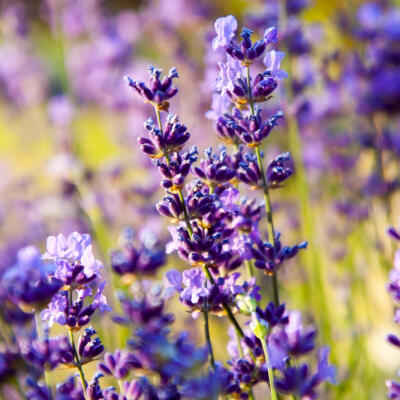 Pestujete v záhrade LEVANDUĽU? 7 benefitov, ktoré ponúkajú fialové kvety
