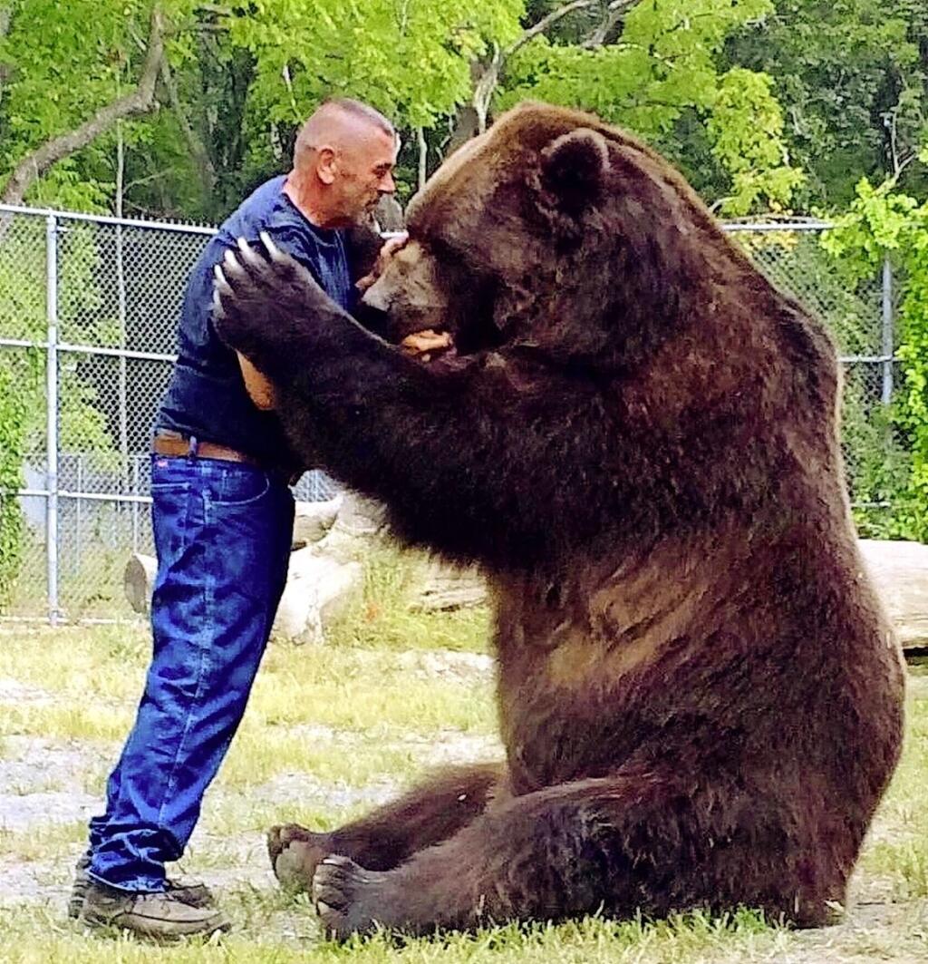 Самый большой медведь. Самый большой медведь Кадьяк 1200 кг. Медведь Кадьяк и человек. Самый большой медведь людоед. Медведь рядом с человеком.