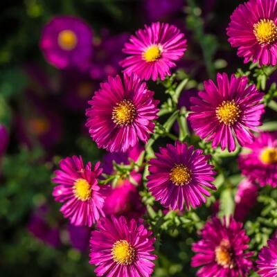 Kvitnú až do mrazov: Trvalky, ktoré vám spestria záhradu