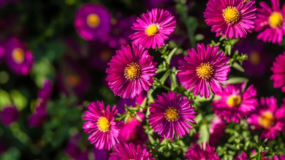 Astra novobelgická ‘Winston Churchill’ (Aster novi-belgii)