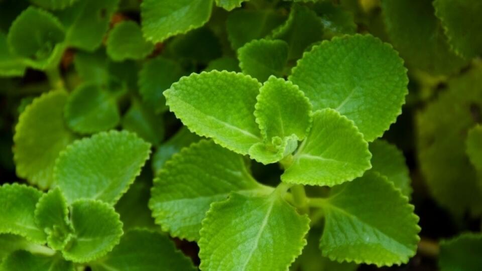 Plectranthus amboinicus