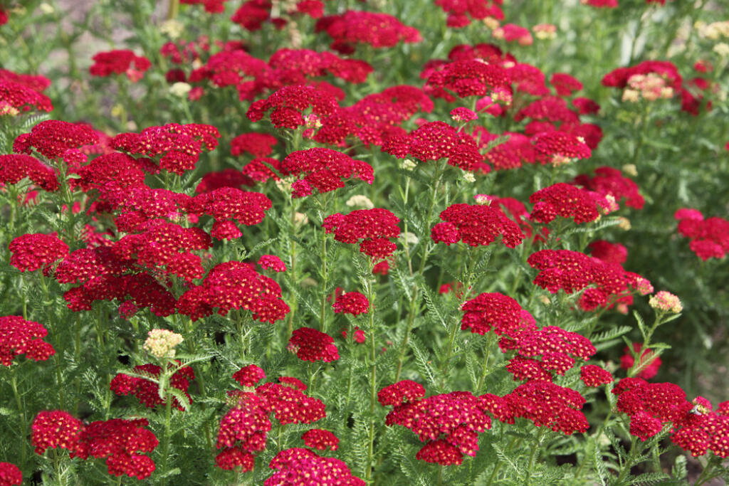 Rebríček obyčajný ‘Red Velvet’