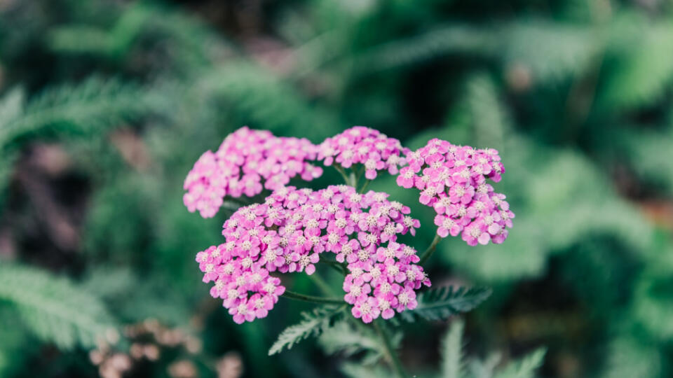 Valerian officinalis,Valeriána lekárska
