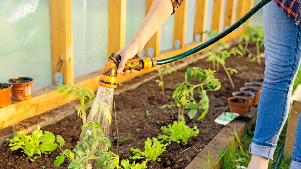 Watering,Seedling,Tomato,Plant,In,Greenhouse,With,Watering,Hose,,Vegetable