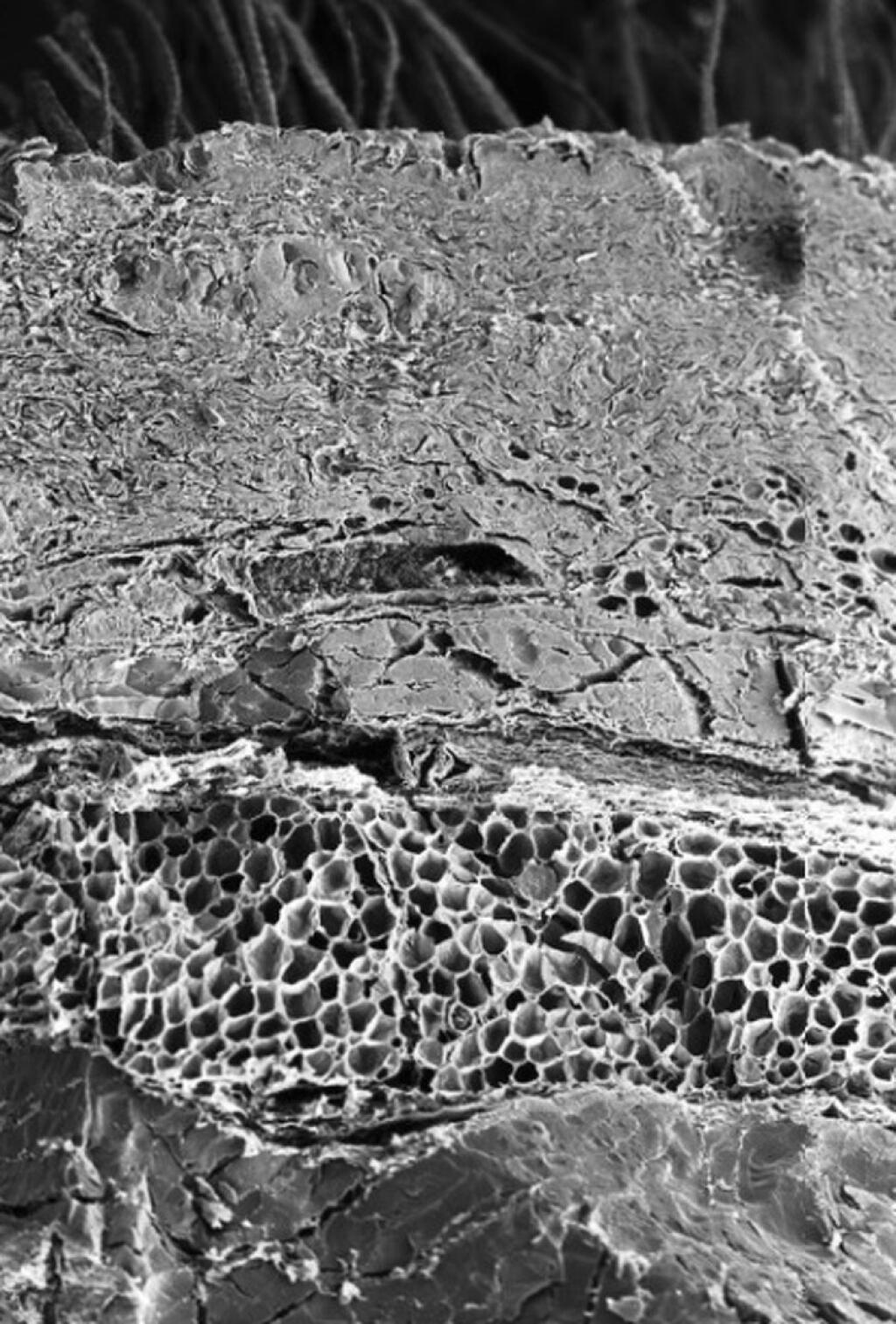 Кимберлит шлиф под микроскопом
