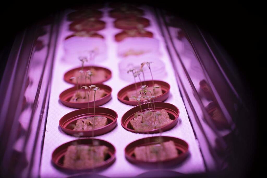 Pestovanie rastlín v simulovanom prostredí Marsu