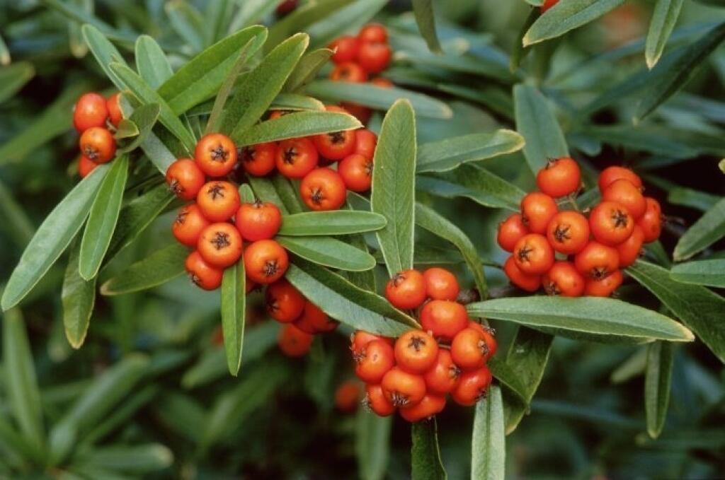 Hlohyňa šarlátová (Pyracantha coccinea) je vhodná do tvarovaných aj voľných živých plotov.