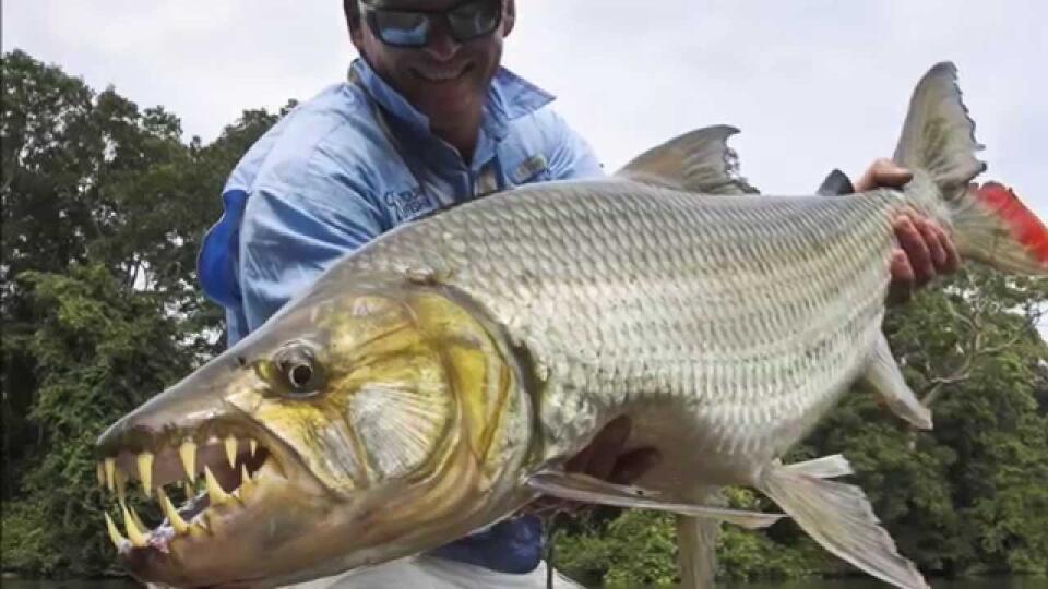 Tigria ryba