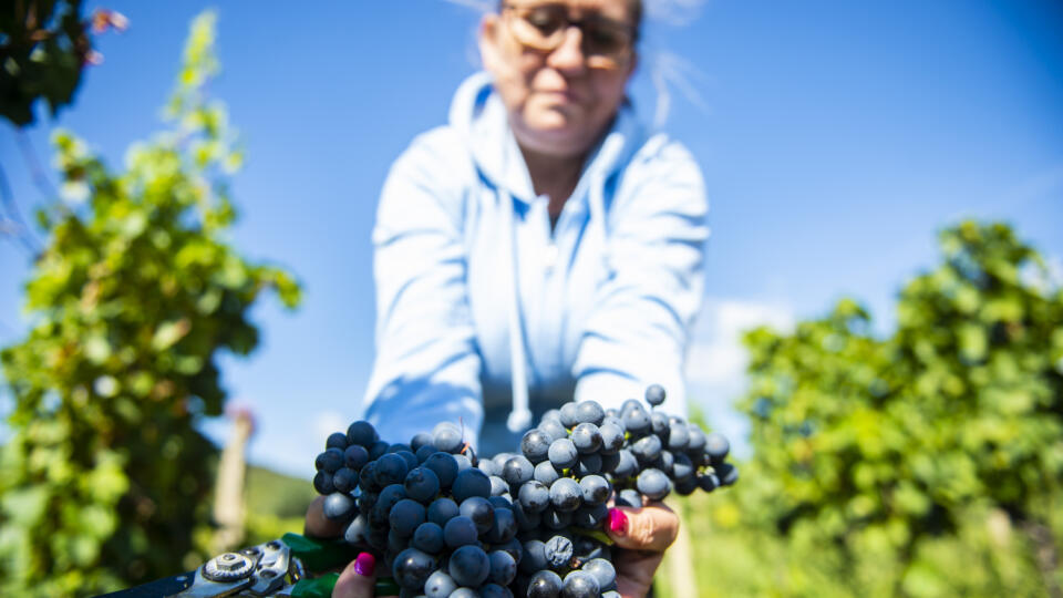 Na snímke zber hrozna vo viniciach PD Vinohrady v Rači počas tlačovej konferencie na tému: Úroda 2021: príležitosť na zmenu alebo na ďalšie dovozy? v Bratislave 21. septembra 2021. FOTO TASR – Jakub Kotian